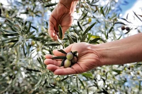 Join the extra virgin olive oil rush: liquid gold for your mind and body cover image
