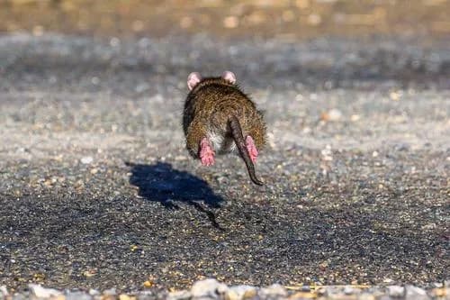 Claims for rats and mice infestations could spike this autumn, insurer warns cover image